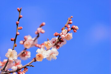 青空と白梅