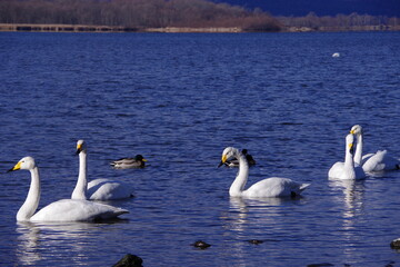 北海道、屈斜路湖の白鳥