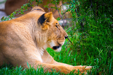 Portrait of a female lion starring