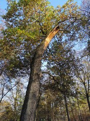Ein Baum nach Windbruch