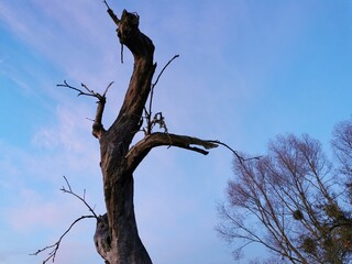 Ein abgestorbener Baum