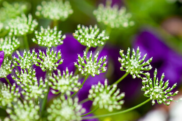 green flowers against violet leaves