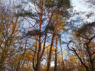 Leuchtender Mischwald im Herbst