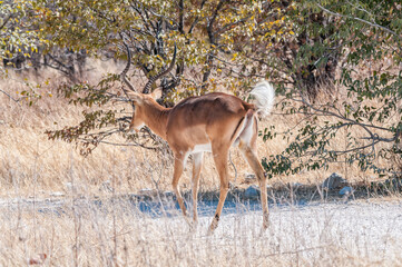 Black-faced impala ram showing its tail in northern Namibia
