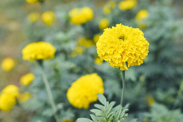 marigold is a beautiful yellow flowers