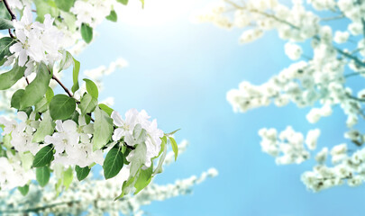 Horizontal banner with beautiful branches of apple tree with white flowers
