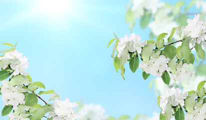 Horizontal banner with beautiful branches of apple tree with white flowers
