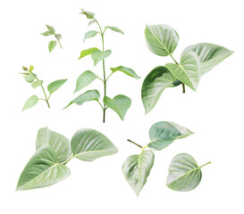 Set of branch with green leaves