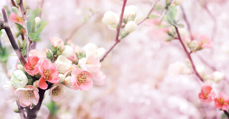Horizontal spring banner with Japanese Quince flowers