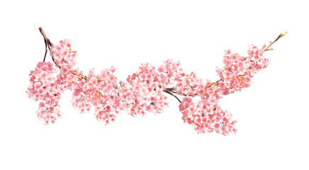 Branch of the blossoming sakura with pink flowers