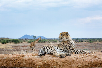 Cheetah and a giraffe