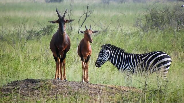 Topi and zebra in The African Savannah. Topis animal animals wild wildlife female male family scrubland garrigue thicket maquis shrubs heathland group nature natural real documentary Congo Africa 4K. 