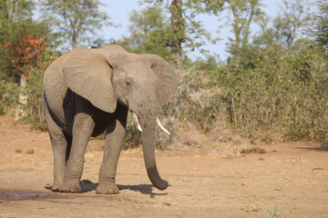 Fototapeta premium Afrikanischer Elefant / African elephant / Loxodonta africana.