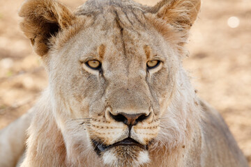 Portrait of a Lioness