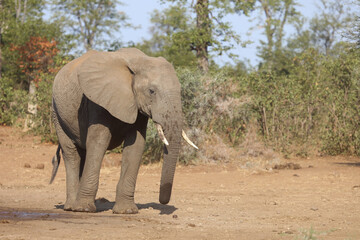 Fototapeta na wymiar Afrikanischer Elefant / African elephant / Loxodonta africana.