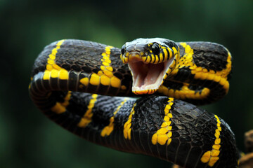 Boiga snake dendrophila yellow ringed on wood, Head of Boiga dendrophila, animal closeup