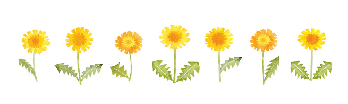 たんぽぽ」の写真素材 | 962,769件の無料イラスト画像 | Adobe Stock