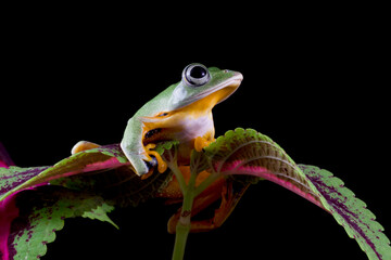 Flying frog sitting on leaves