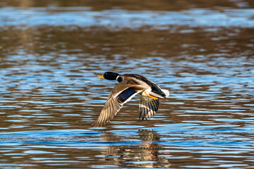 Wild duck or mallard, Anas platyrhynchos flying over a lake