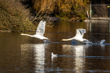 Mute swan, Cygnus olor swimming on a lake