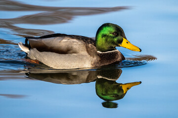 Wild duck or mallard, Anas platyrhynchos swimming in a lake