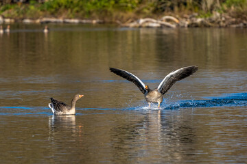 The flying greylag goose, Anser anser is a species of large goose