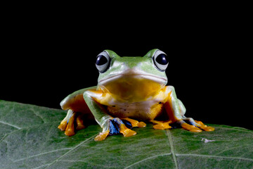 Flying frog sitting on leaves