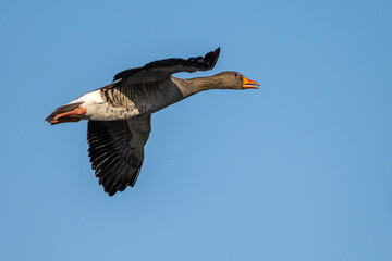 The flying greylag goose, Anser anser is a species of large goose