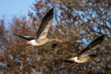The flying greylag goose, Anser anser is a species of large goose