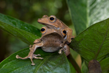 Polypedates otilophus sitting on red buds, Polypedates otilophus front view, animal closeup