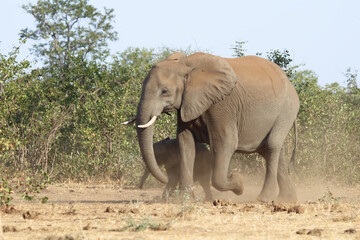 Obraz premium Afrikanischer Elefant / African elephant / Loxodonta africana