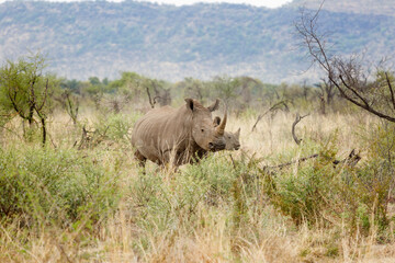 Rhino in the savanna