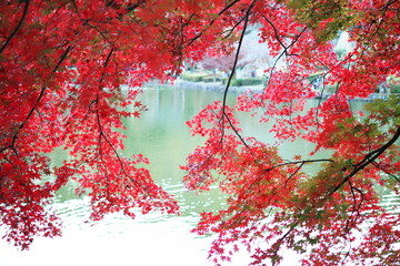 紅葉の季節はもみじと池が美しい