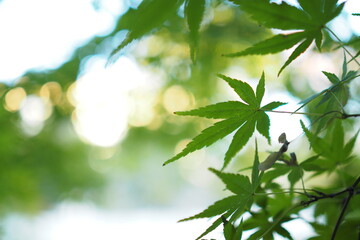 紅葉前の緑色のもみじに光が刺して