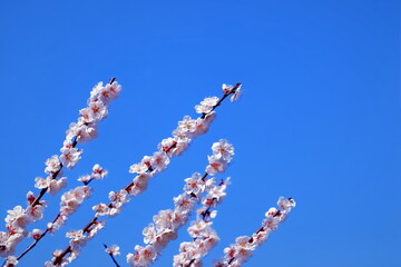 青空と白梅