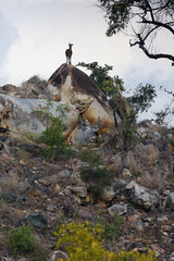 The clipspringer (Oreotragus oreotragus) standing on a rock. A small rocky African antelope on top of a small rock.