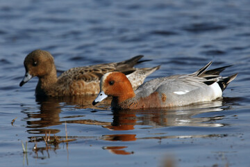 The Eurasian wigeon or Eurasian widgeon (Anas penelope) a pair of ducks on the water. Colorful nordic ducks, a pair of ducks on the water.