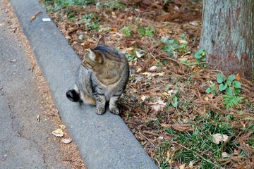 振り返るねこ　キジトラ　秋　風景