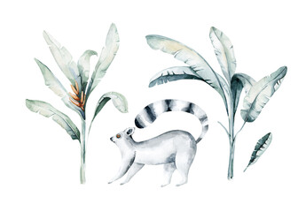 Watercolor illustration of a lemur in white background. Madagascar fauna zoo exotic lemurs animal. Tropical design poster © kris_art