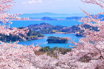 満開の桜と松島湾の眺望