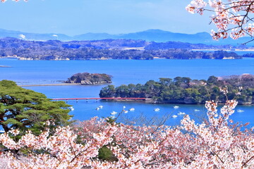 満開の桜と松島湾の眺望