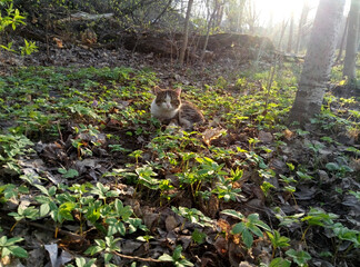 squirrel in the forest