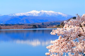 残雪の蔵王連峰と湖と満開のソメイヨシノ