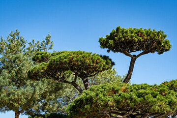 Fototapeta na wymiar Beautiful bonsai pine (Pinus mugo or mountain pine) with lush needles against blue autumn sky. Public landscape city park Krasnodar or Galitsky park. Resting place for townspeople and tourists.