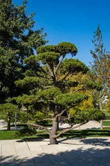 Fotobehang Bonsai Beautiful bonsai pine (Pinus mugo or mountain pine) with lush needles against blue autumn sky. Public landscape city park Krasnodar or Galitsky park. Resting place for townspeople and tourists.  © AlexanderDenisenko