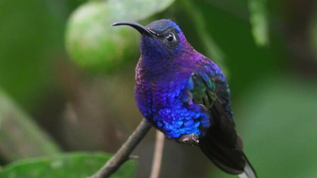 Violet Sabrewing - Campylopterus hemileucurus very large hummingbird native to southern Mexico and Central America as far as Costa Rica and Panama.
