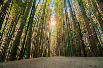 Empty path through a bamboo alley at the bamboo forest