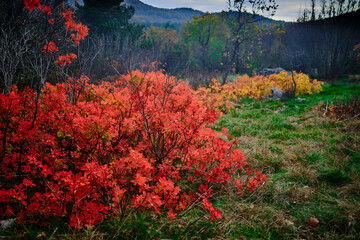autumn landscape with red and yellow flowers
