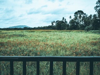 Fototapeta premium fence in a field of wheat