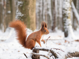 Photo of a cute curious Eurasian red squirrel with a bushy tail and fluffy ears sitting in the snow and looking out